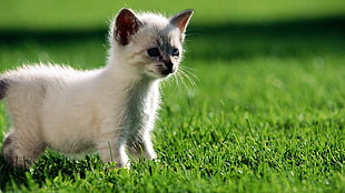 white short-fur kitten standing on green grass