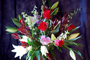 red and brown petaled flower bouquet with purple background