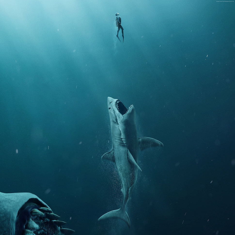 gray shark, The Meg, shark, 4k HD wallpaper