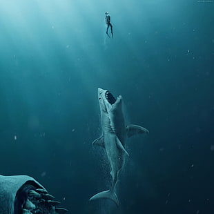 gray shark, The Meg, shark, 4k