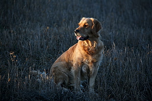 Golden Retriever dog seating on the green grass field