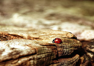 selective focus photography of red and black Ladybird