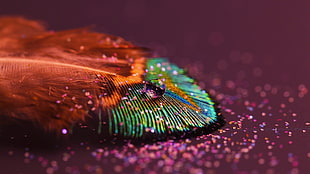 macro photography of peacock feather HD wallpaper