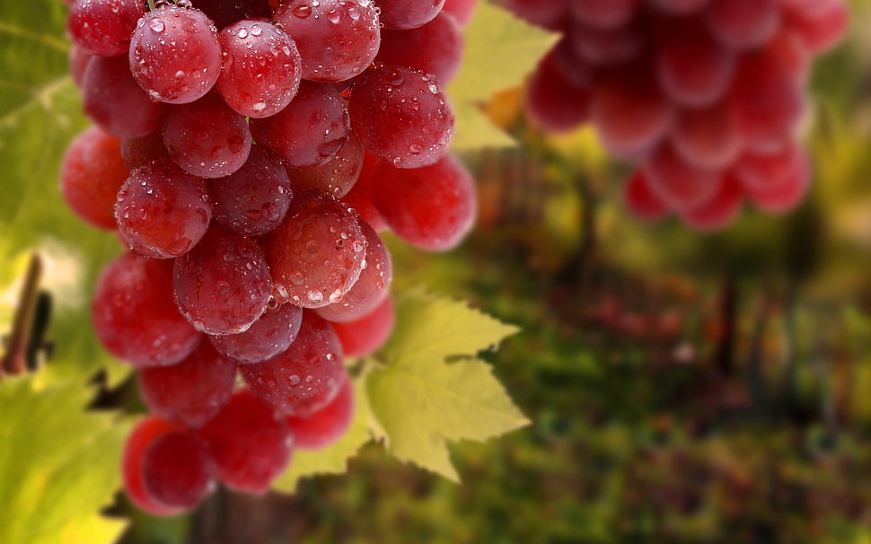 close-up photo of red grape fruits HD wallpaper