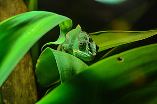 green chameleon on green grass