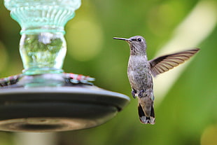 gray bird flying near clear container, hummingbird