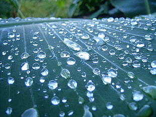 macro photo of water droplets HD wallpaper