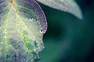 close-up photo of drew drops on leaf HD wallpaper