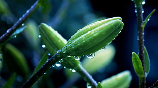 green plants, nature, macro, water drops