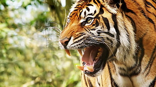 close up photo of Tiger animal