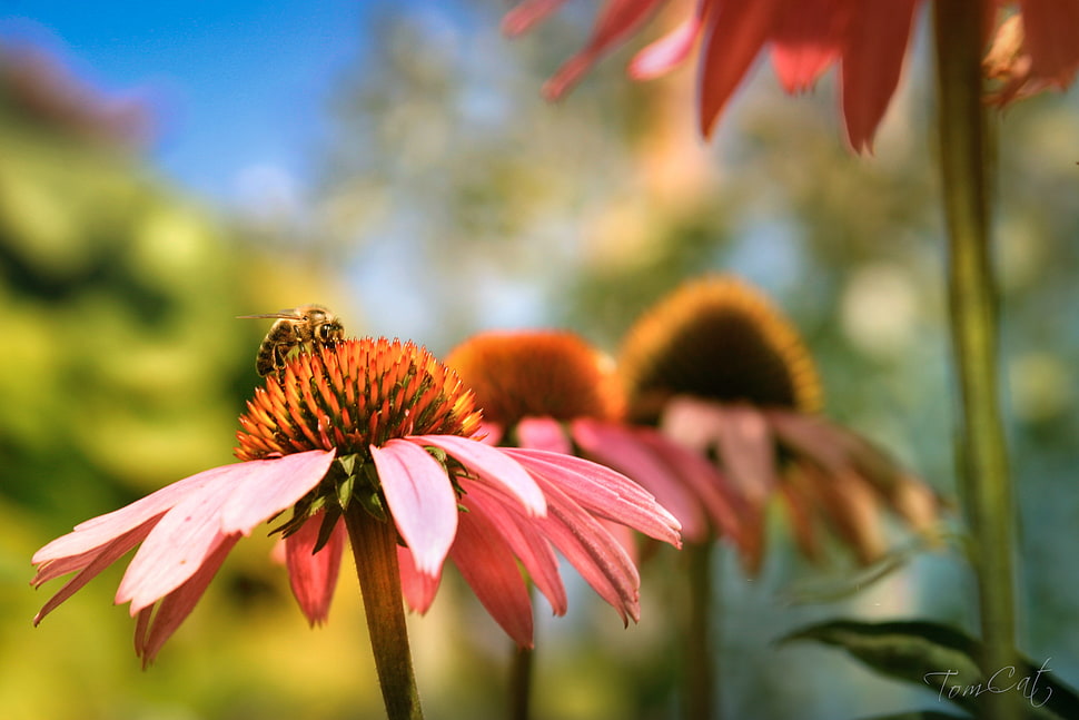 pink and yellow flower with yellow bee HD wallpaper