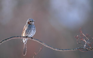 closeup photo of gray bird on tree