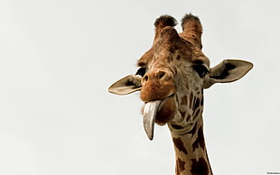 giraffe showing tounge, animals, giraffes HD wallpaper