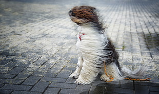 long-coated brown, white, and black dog, windy, dog, animals