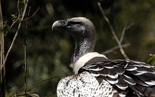 black and white Vulture photo