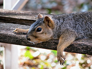 squirrel on gray wooden surface laying