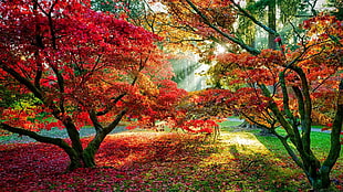 trees during daytiem