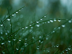selective focus photography of dew on green grass