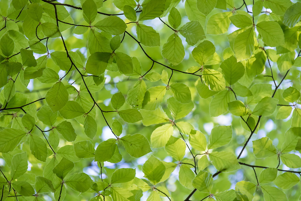 green leaved trees under white sunny sky during daytime HD wallpaper