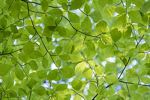 green leaved trees under white sunny sky during daytime