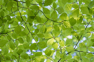 green leaved trees under white sunny sky during daytime HD wallpaper