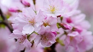 pink cherry blossom in closeup photography, yoshino cherry HD wallpaper