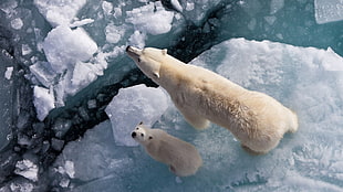 polar bear and cub, animals, nature, bears, ice HD wallpaper