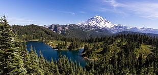 photo of green pine trees surrounded with body of water, mount rainier HD wallpaper