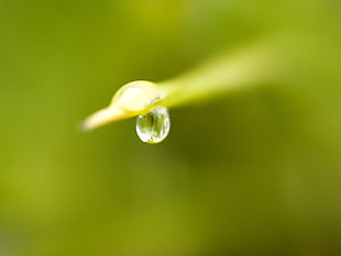 water droplet closeup photography