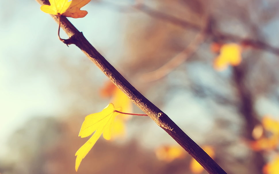 closeup photography of yellow leaf HD wallpaper