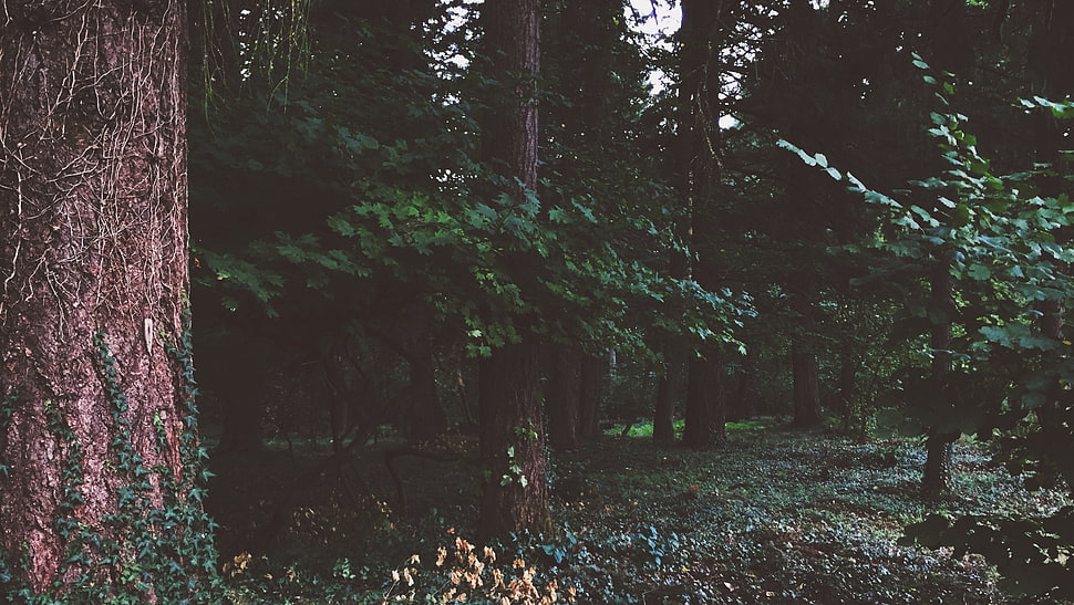 green and white concrete house, filter, nature, trees HD wallpaper