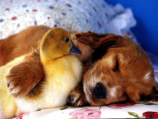 long-coated brown puppy with yellow duckling
