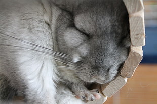 gray and white rabbit sleeps during daytime