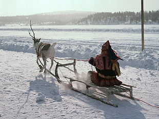 person on sled with reindeer