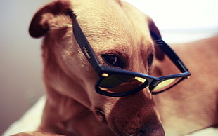 brown dog wearing blue framed sunglasses