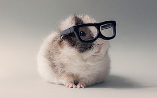 white and black hamster, animals, glasses, guinea pigs
