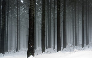 tall trees during snow, landscape, snow, trees, winter