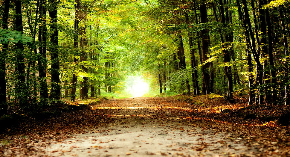 green trees, road HD wallpaper
