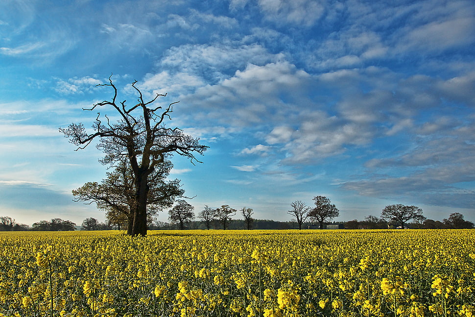bare tree during daytime HD wallpaper