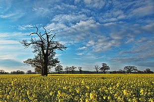 bare tree during daytime