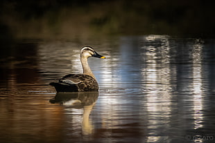 mallard duck swimming on body of water HD wallpaper
