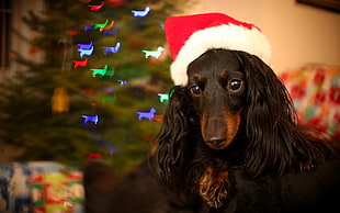 long-coat black dachshund wearing red santa hat HD wallpaper