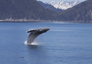 Whale jumping from ocean, humpback, megaptera novaeangliae
