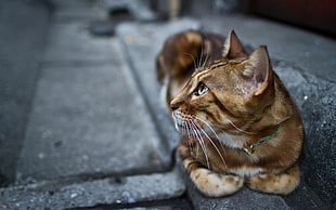 brown tabby cat in selective focus photography