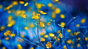 yellow flowers closeup photo with blue background