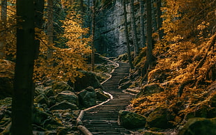 path, stairs, dark, forest HD wallpaper