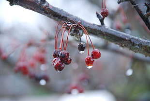 shallow focus photography of red berries HD wallpaper
