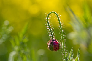 red and green flower bud