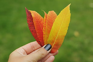 selective focus photography of person holding five autumn leaves