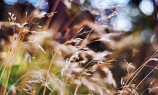 brown grass at daytime